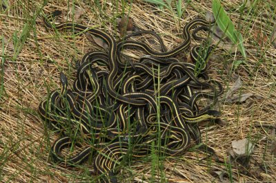 breeding clump.jpg