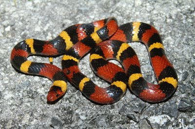 scarlet kingsnake.jpg