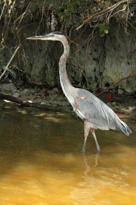 great blue heron.jpg