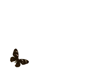 butterfly flying sequence.gif