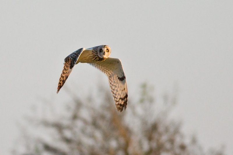 Short-eared Owl