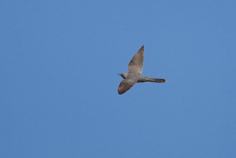 Common Cuckoo