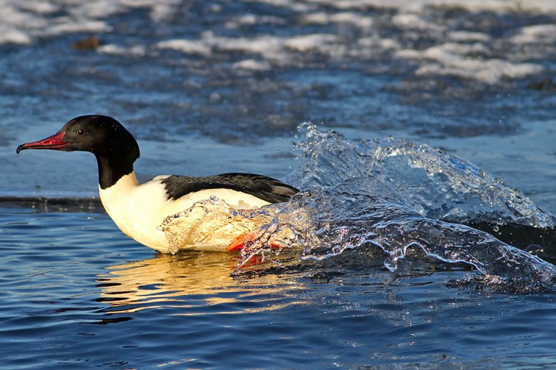 Goosander