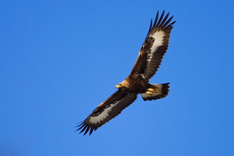Golden Eagle
