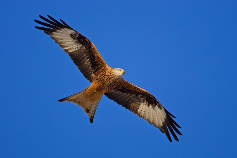 Red Kite
