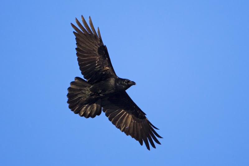 Common Raven