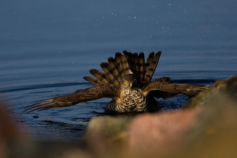 Sparrowhawk taking a bath