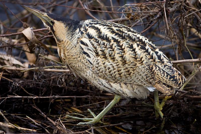 Great Bittern