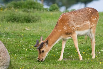 Fallow Deer