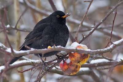 Common Blackbird