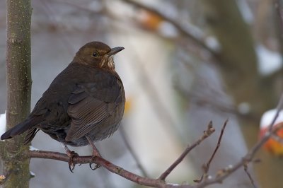 Common Blackbird