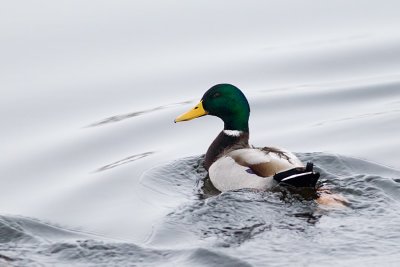 Mallard