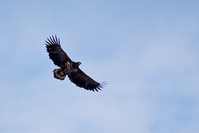 White-tailed Eagle