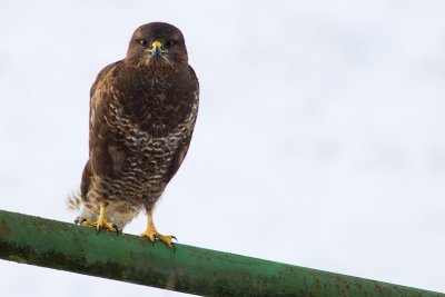 Common Buzzard