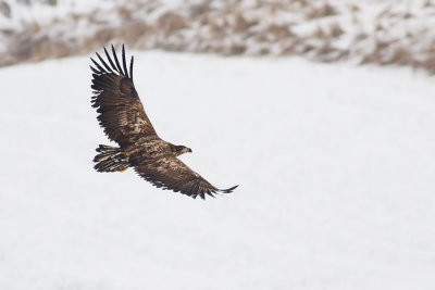 White-tailed Eagle