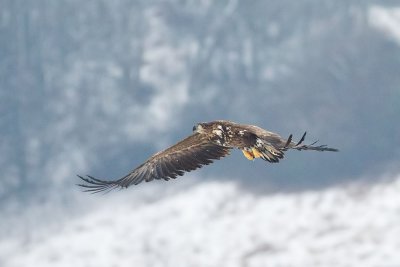 White-tailed Eagle at ISO 10000