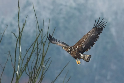 White-tailed Eagle at 12800 ISO