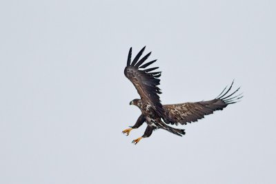 White-tailed Eagle