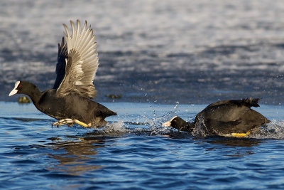 Eurasian Coot