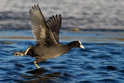 Eurasian Coot