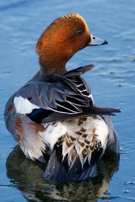 Eurasian Wigeon