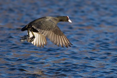 Eurasian Coot