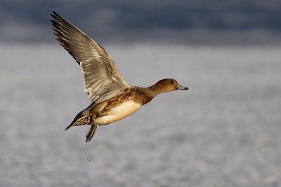 Eurasian Wigeon