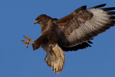 Common Buzzard