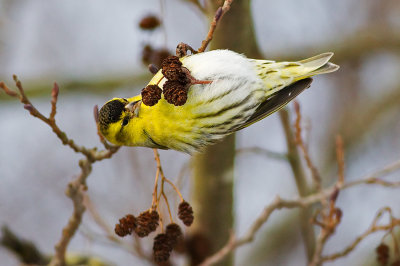 Eurasian Siskin