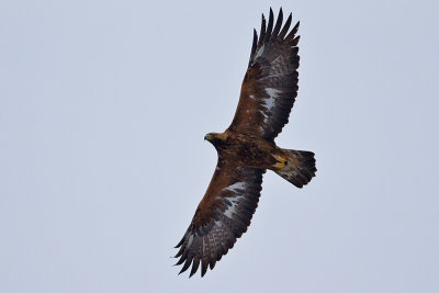 Golden Eagle