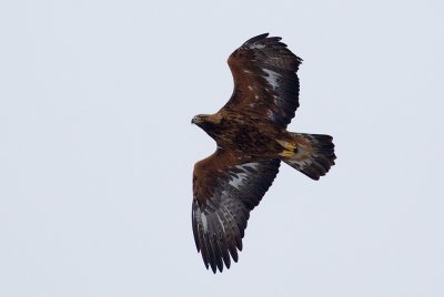 Golden Eagle