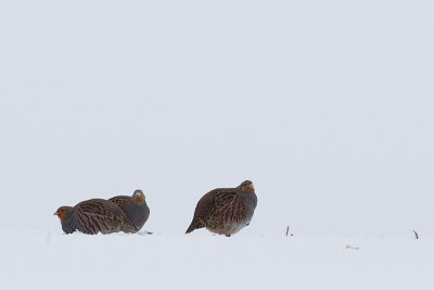 Grey Partridge in the snow