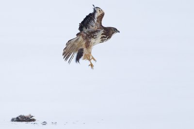 Common Buzzard at prey