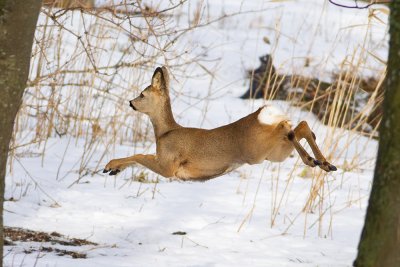 Roe Deer in midair