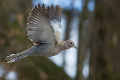 Eurasian Collared Dove