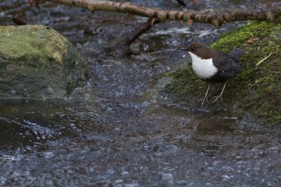 White-throated Dipper