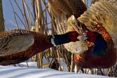 Common Pheasant