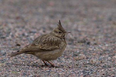 Crested Lark