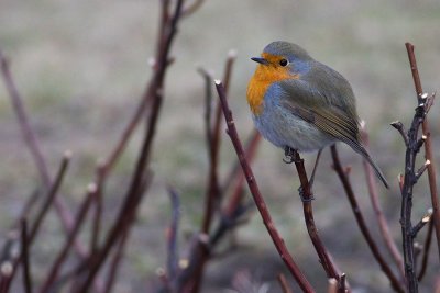 European Robin