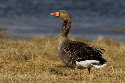 Greylag Goose