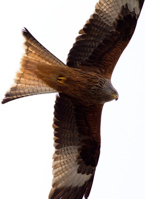 Red Kite