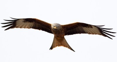 Red Kite