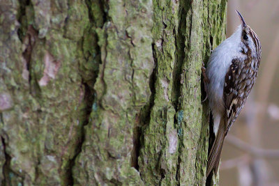 Eurasian Treecreeper