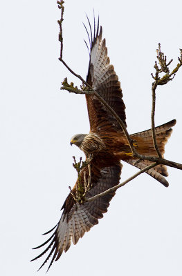 Red Kite