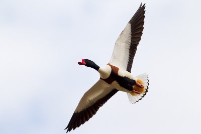 Common Shelduck