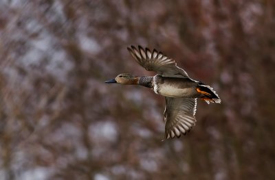 Gadwall