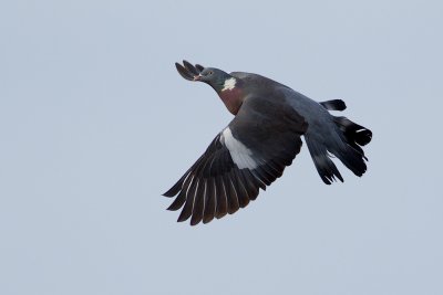 Common Wood Pigeon