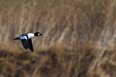 Common Goldeneye