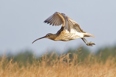 Eurasian Curlew