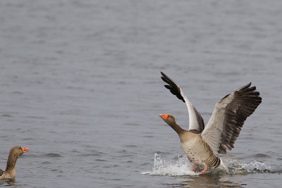 Greylag Goose